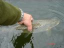 Kenny Currie Releasing Another Watten Trout